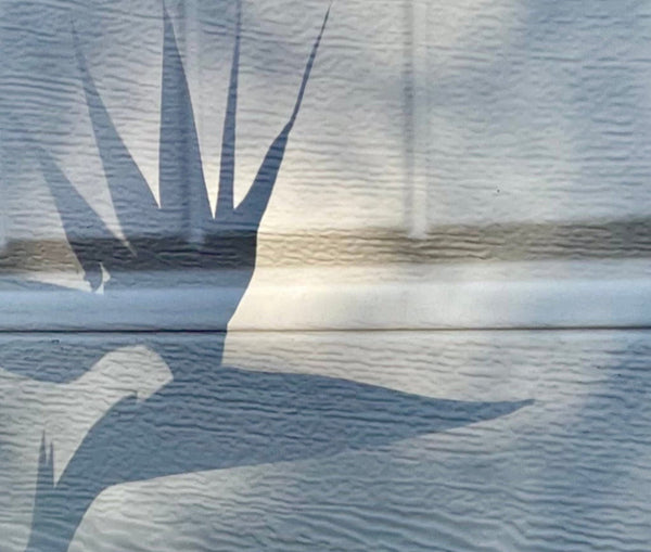 Shadow of birds of paradise flower